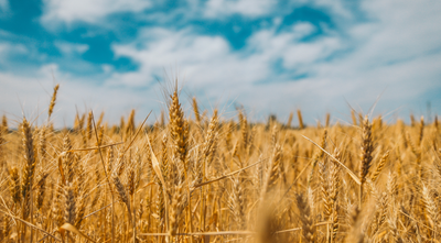 Benefits of Grain Free for your dog 🌾