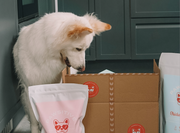 Salmon 40/60/0 - Cold-pressed Complete Dog Food